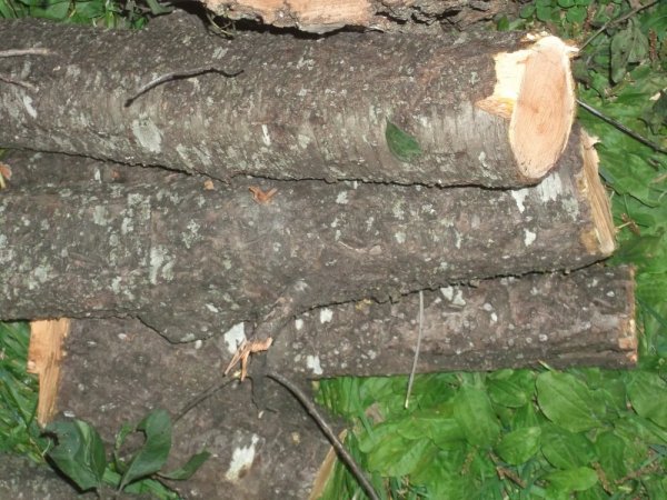 09-30-14 scrounge 011.jpg