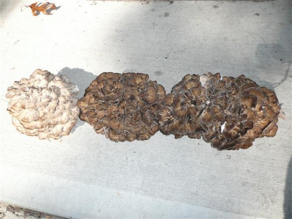 P1020602 (Small).JPG