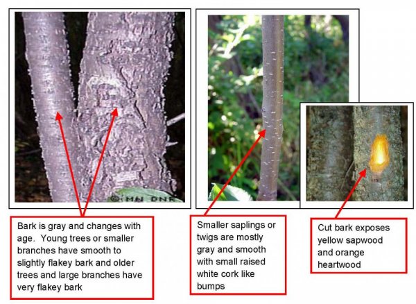 Buckthorn Identification Page_Page_4_cropped.jpg