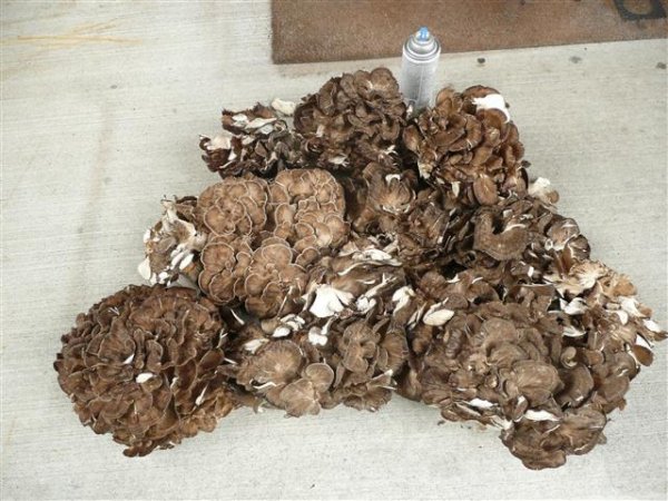 P1020620 (Small).JPG