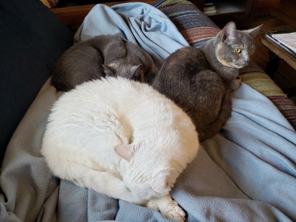 Cats - all 3 on lap.jpg