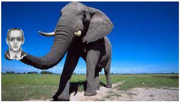 ELEPHANT.jpg