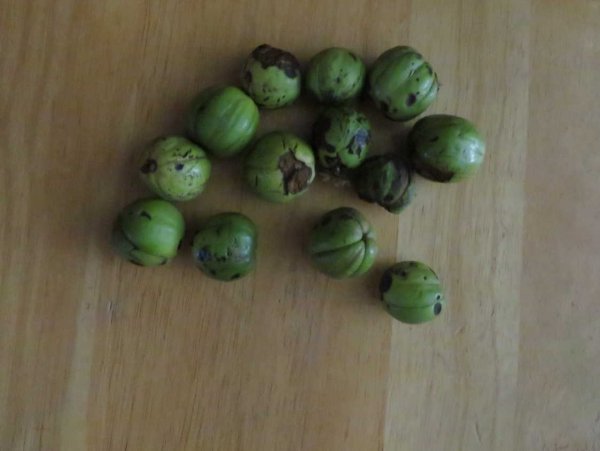 Hickory nuts.JPG