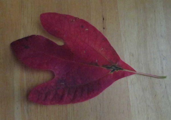 Sassafras leaf-color.JPG