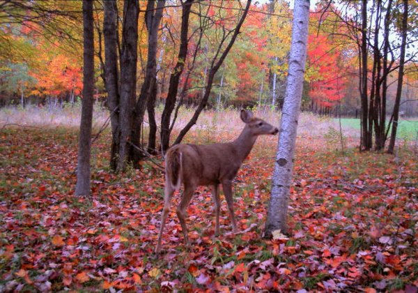 October woods.JPG