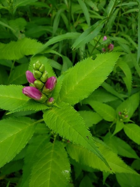 Tirtle heads in shade garden.jpg