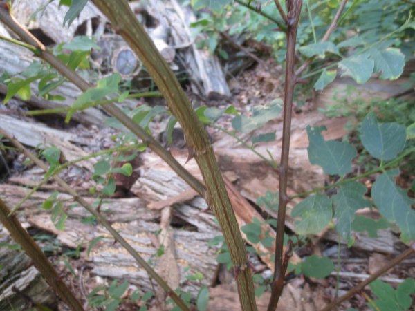 IMG_5599.JPG