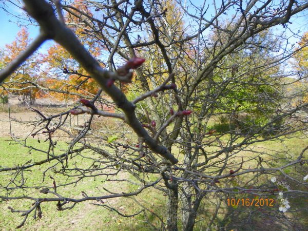 Apple blossoms in Oct-6.JPG