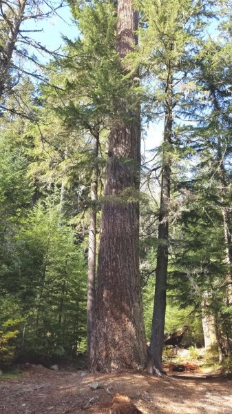 bigtree6.jpg
