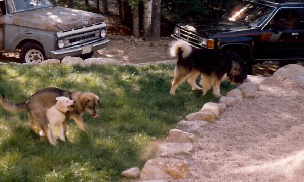 Niki, Bogie, Sampson 1989.jpg