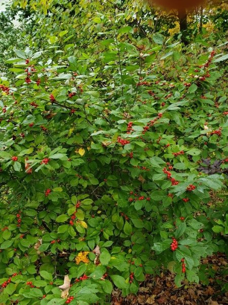 Winterberry berries.jpg