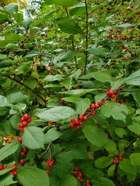 Winterberry berries 2.jpg