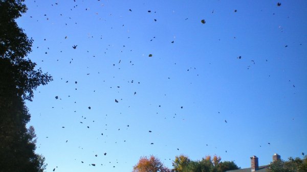 100_0020.JPG