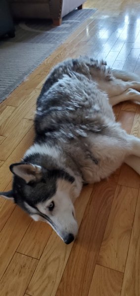 shedding spring 2021.jpg