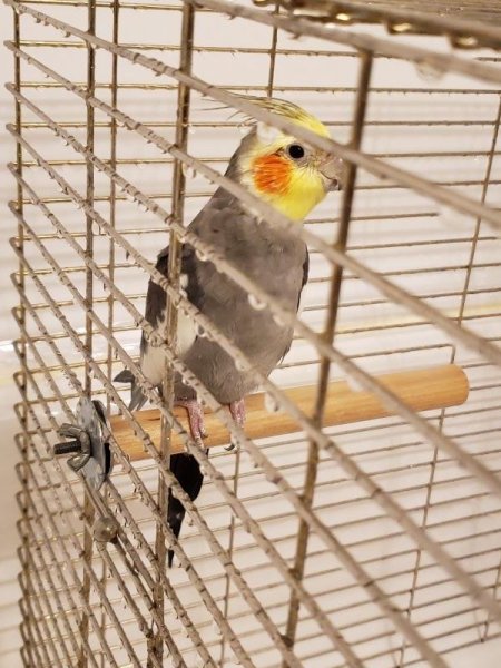 Birdie after shower.jpg