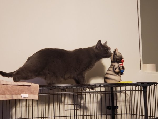 Rainey checking out gremlin cat2.jpg