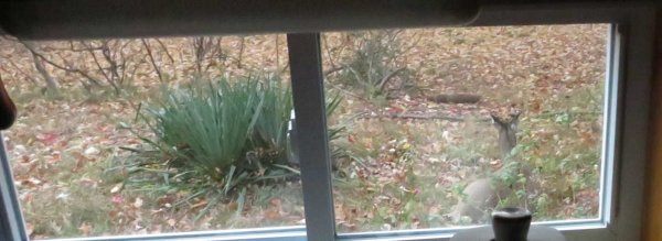 Deer by kitchen window.JPG