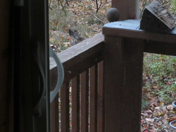 Deer laying by porch.JPG