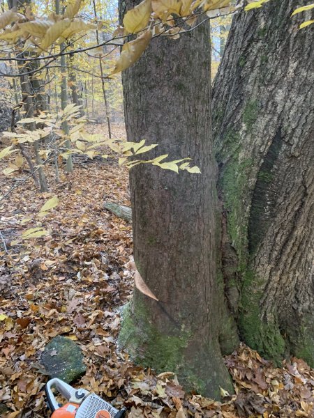 pic of two trees in same spot.jpg
