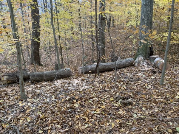pic of maple saw log.jpg