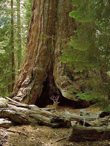 MuleDeerSequoia.jpg