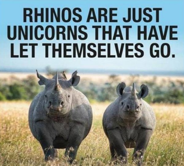Rhinos.jpg