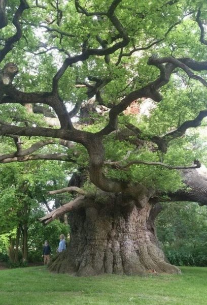 800 yr old oak.jpg