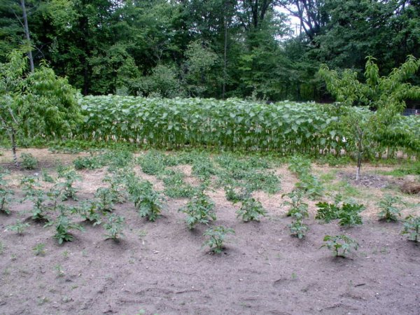 7-1-06 garden.JPG