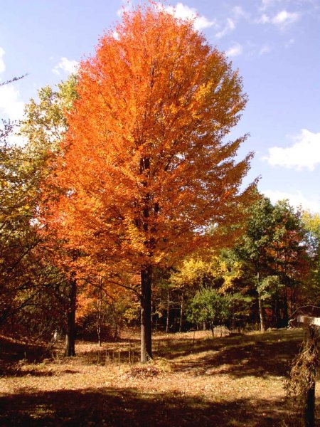 Back yard2004.JPG