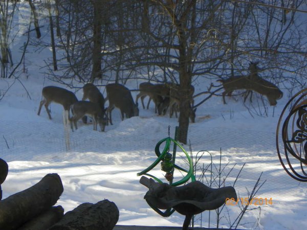 Deer 2-18-2014b.JPG