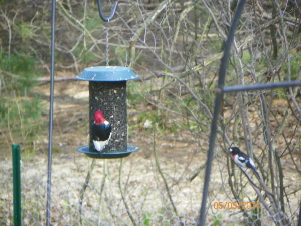 Redhead & Grosbeak.jpg