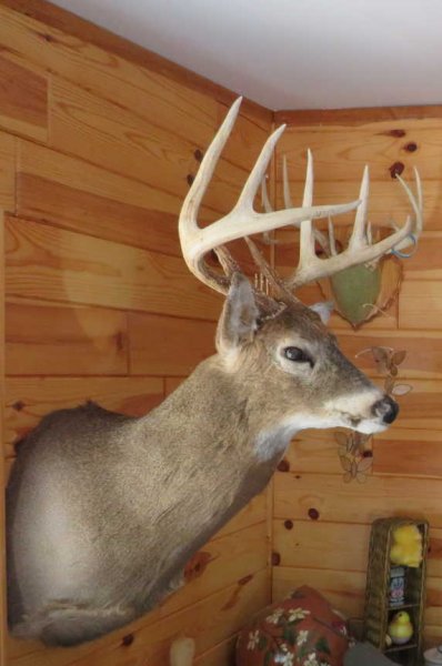 2019 buck-2.JPG