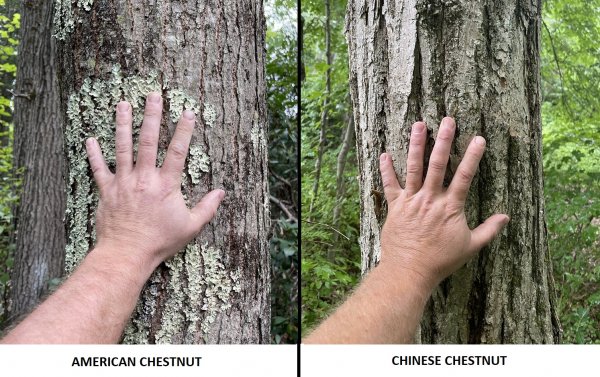 CHESTNUT_COMPARISON.jpg