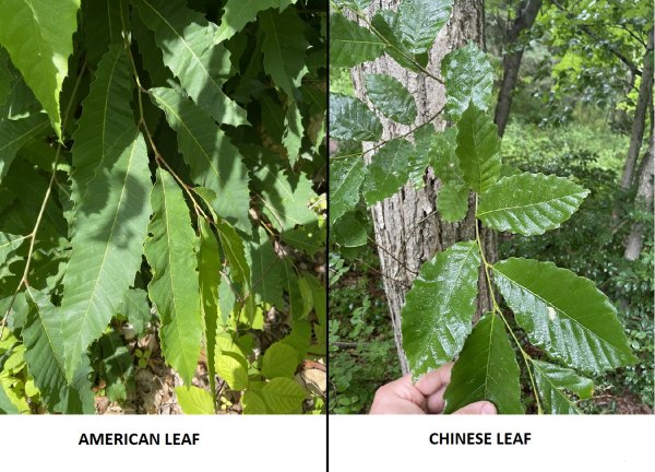 CHESTNUT_LEAF_COMPARISON.jpg
