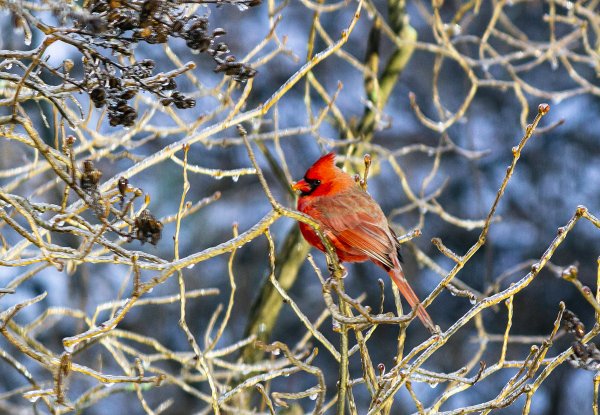 Cardinal 1 Sunday 12-19-2021.jpg