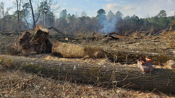 very dirty log for firewood.jpg