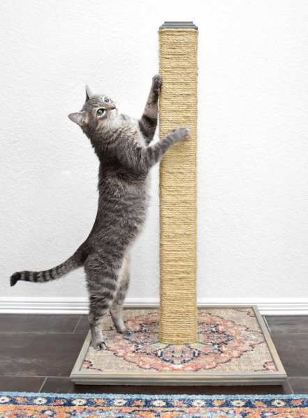 diy-cat-scratching-post-cheap-kitty-scratcher-dreamalittlebigger-31.jpg