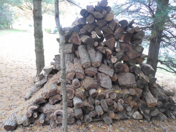 pile wood 1.JPG