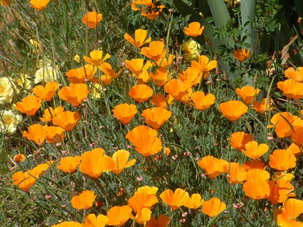Orange poppies.jpg