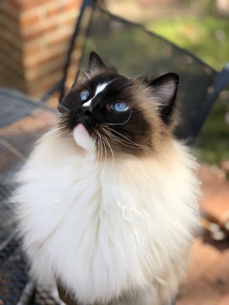 Seal-mitted-with-a-blaze-Ragdoll-cat-Charlie-looking-up-IMG_4755-scaled.jpeg