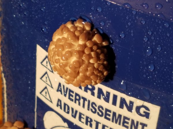 babyshrooms3.jpg