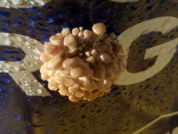 babyshrooms4.jpg