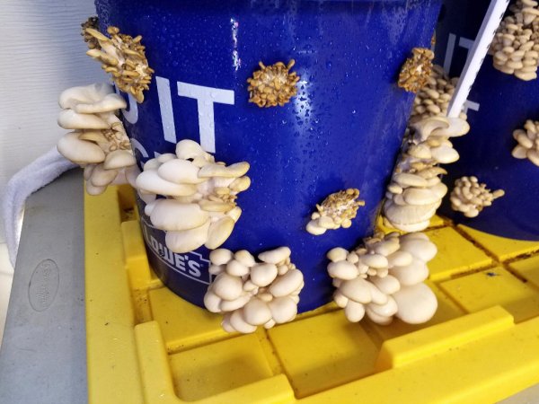 harvest1.jpg