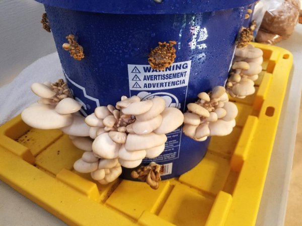 harvest2.jpg