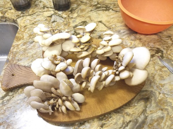 harvest3.jpg