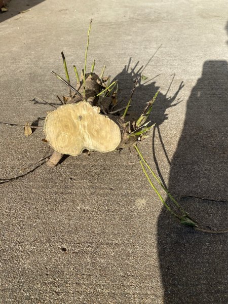 Bush Stump cut with Hart 12 inch Li Battery Chainsaw 04022021.jpg.jpeg