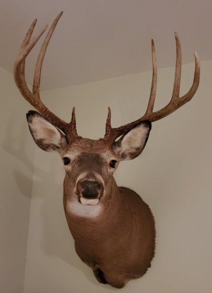 131Buck2012.jpg