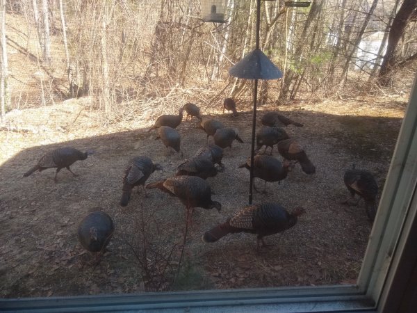 turkeys.jpg