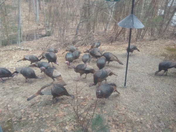 turkeys2.jpg