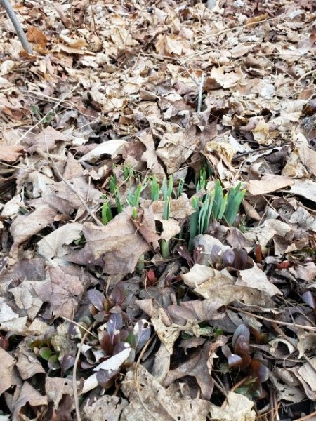 first bulbs of spring green.jpg